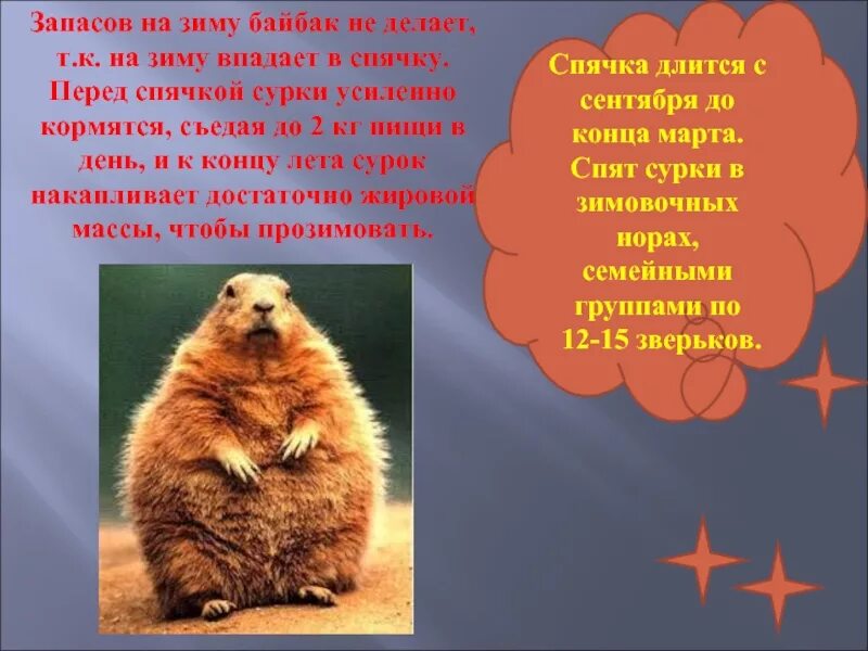 Спячка сурков байбаков. Сурок впадает в спячку. Сурок впадает в спячку. Сурок в спячке. Животные впадающие в спячку.