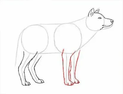 Как нарисовать волка 5 класс