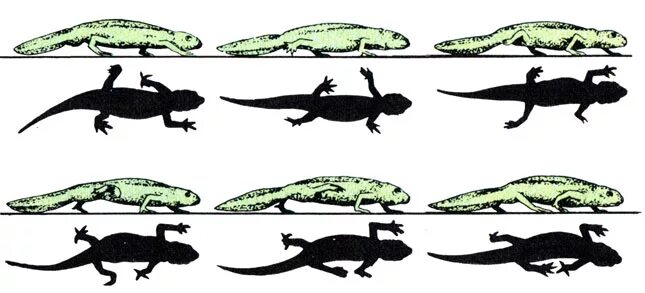 способ передвижения пресмыкающихся. типы конечностей рептилий. способ передвижения рептилий. класс пресмыкающиеся. органы передвижения рептилий.