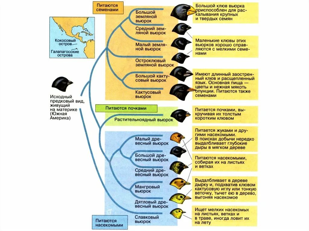 Разнообразие галапагосских вьюрков. Теория Дарвина вьюрки. Виды Вьюрков на Галапагосских островах. Галапагосские вьюрки видообразование. Дарвин вьюрки Галапагосские острова.