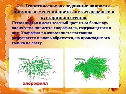 Как изменяются листья деревьев осенью