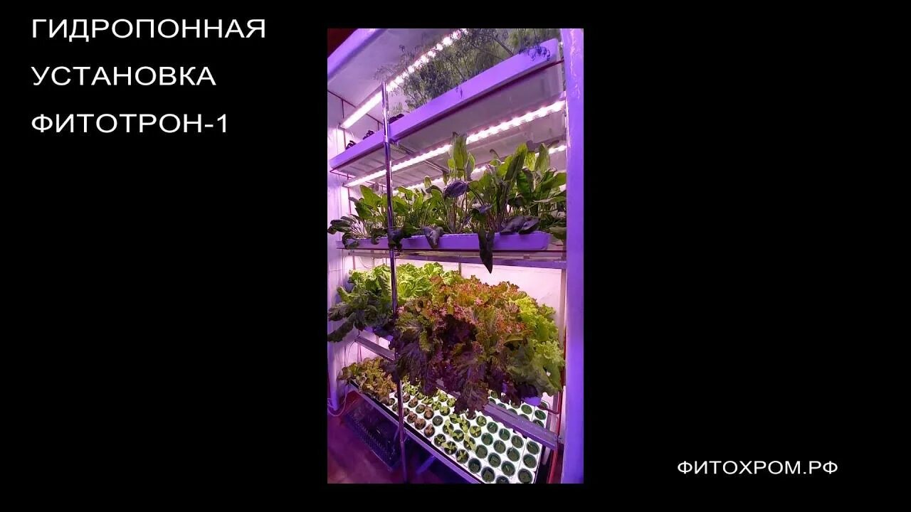 Лампа фитохром. Фитохром для чего. Фитолампы м прп газоразрядные. Фитохром. Фитолампа фитохром для растений.