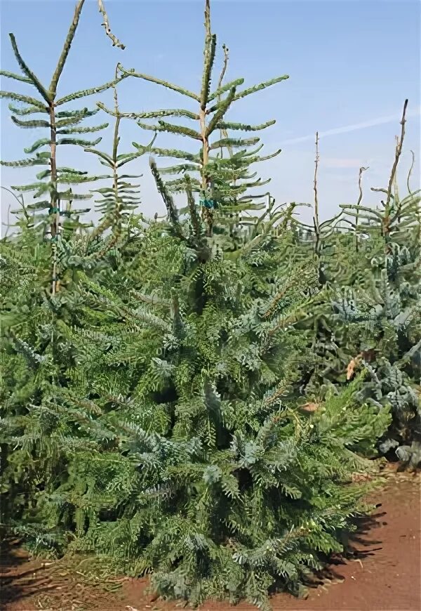 Ель сербская медуза. Picea abies medusa. Picea abies medusa на штамбе. Ель сербская медуза. Ель энгельмана снейк.
