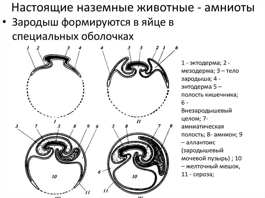 Появление амниона и других зародышевых оболочек. Схема развития зародышевых оболочек. Строение зародышевых оболочек рептилий. Анамнии строение зародыша. Развитие зародышевых оболочек амниот.