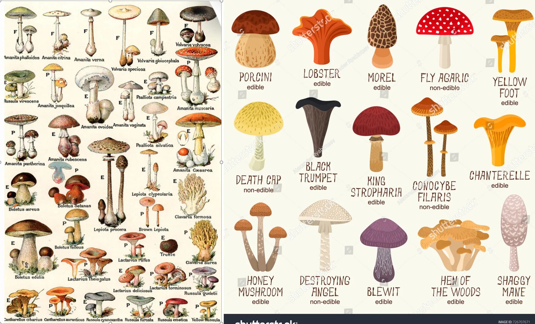 Грибы вектор. Грибы на английском. Mushroom на английском. Визуальный словарь английского. Грибы по англ.