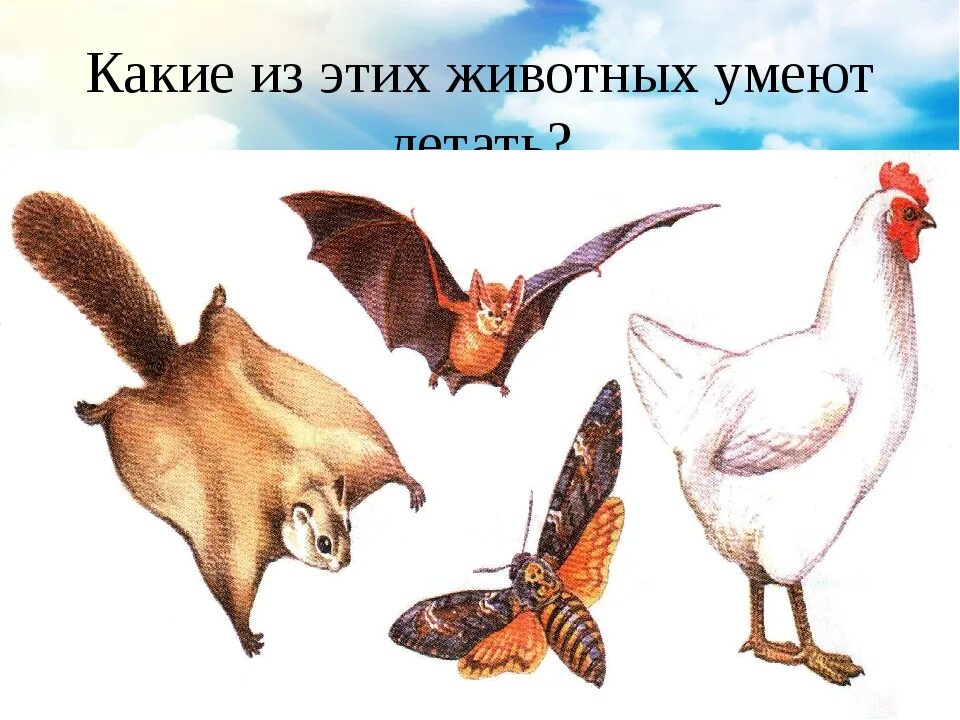 Группы летающих животных. Летающие животные. Животные которые летают. Животные которые летают птицы. Какие животные умеют летать.