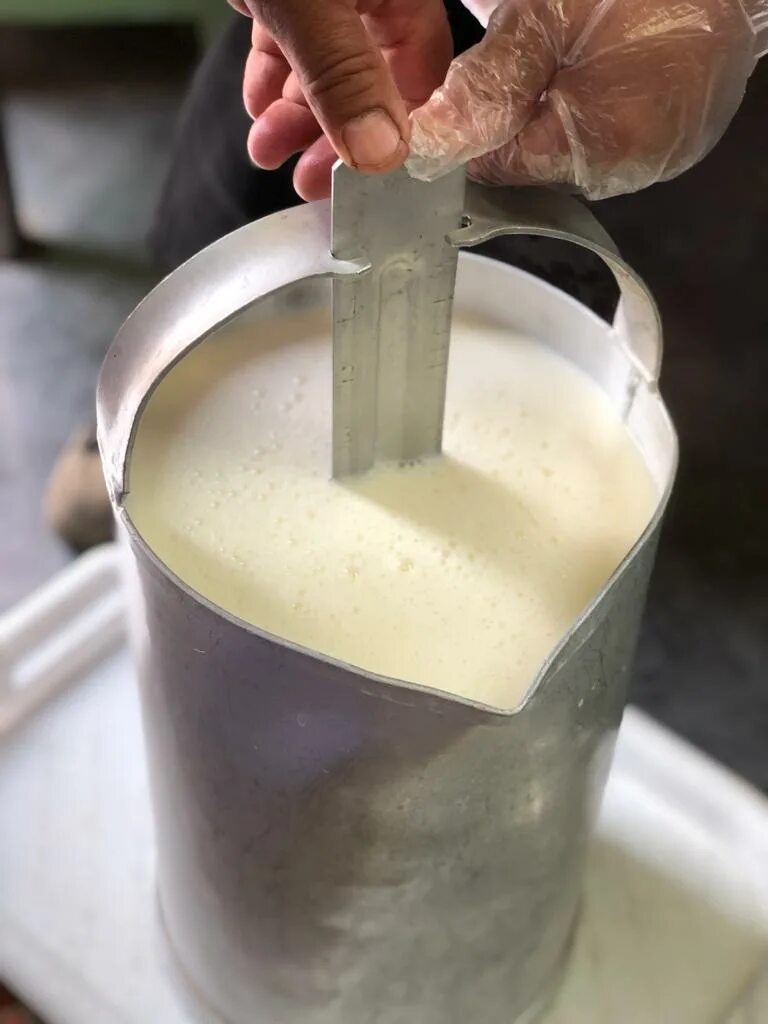 Молока якутия. Заготовка молока. Жирное молоко. Заготовка молока в Якутии. Якутский Гормолзавод.