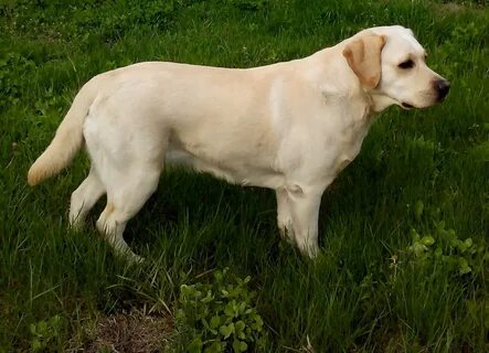 Қызды қыбырлатты