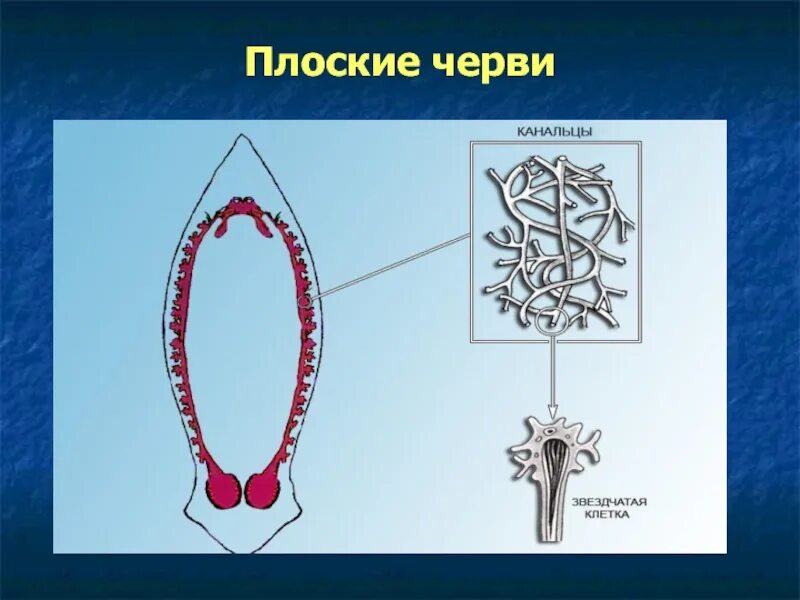 Плоские черви выделительная система. Строение выделительной системы плоских червей. Выделительная система система плоских червей. Плоские черви звездчатые клетки. Звездчатые клетки черви