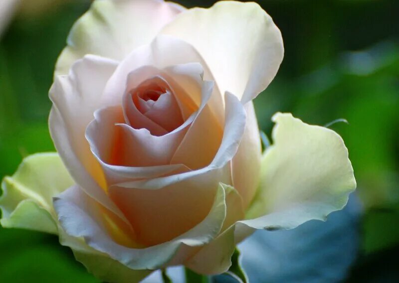 комплименты свете. красивые комплименты девушке. открытка комплименты. открытки с комплиментами женщине. красивые комплименты красивой девушке.