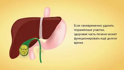 Как быстро растет печень