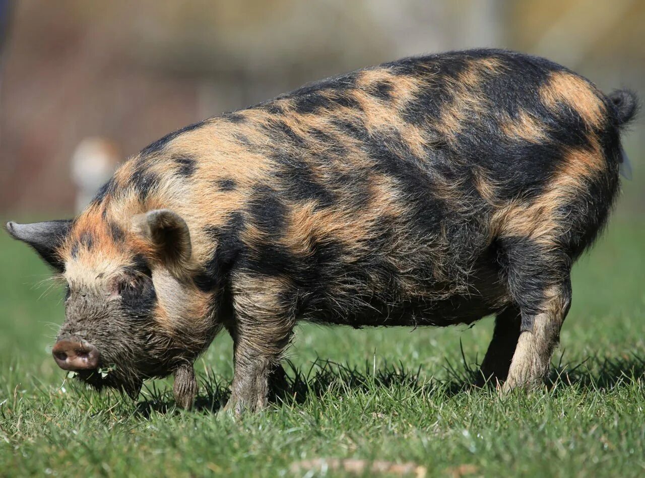 Ливенская свинья. Темворс порода свиней. Украинская Степная Рябая порода свиней. Гемпширская порода свиней. Уржумская порода свиней.