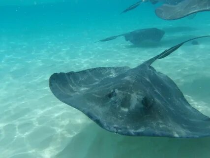 Stingray's
