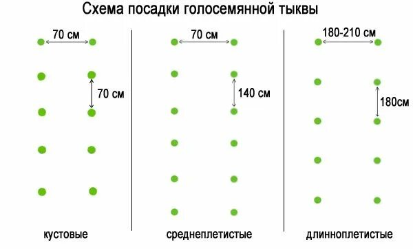 Тыква схема посадки в открытый грунт. Схема посадки тыквы и кабачков в открытый грунт. Схема посадки тыквы в грунт. Схема посадки тыквы в открытый грунт рассадой.