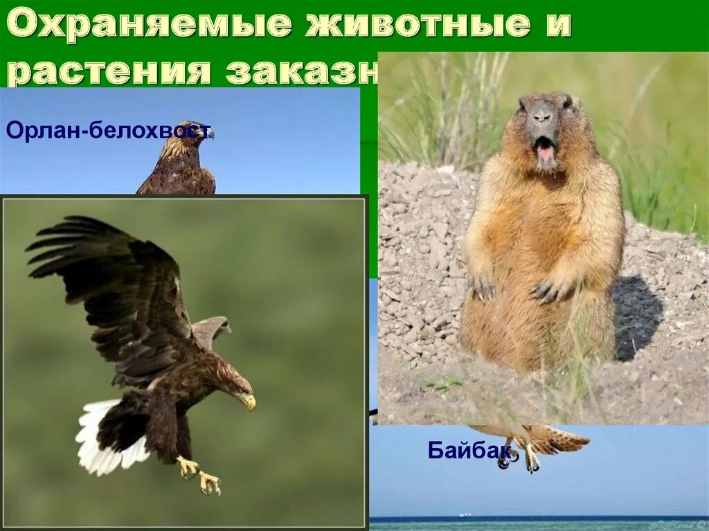 Какие животные нуждаются в охране в башкирии. Охраняемые животные. особо охраняемые животные и растения.
