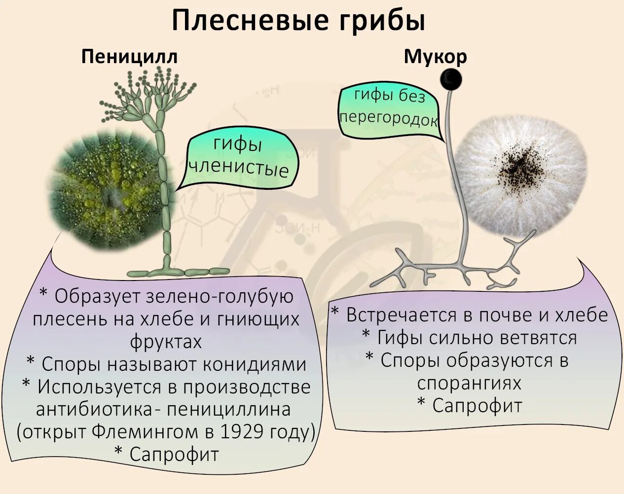 Какое значение гриба пеницилла в жизни человека. Мукор пеницилл аспергилл. Аскомицеты пеницилл. Размножение аспергилла и пеницилла. Мицелий пеницилла.