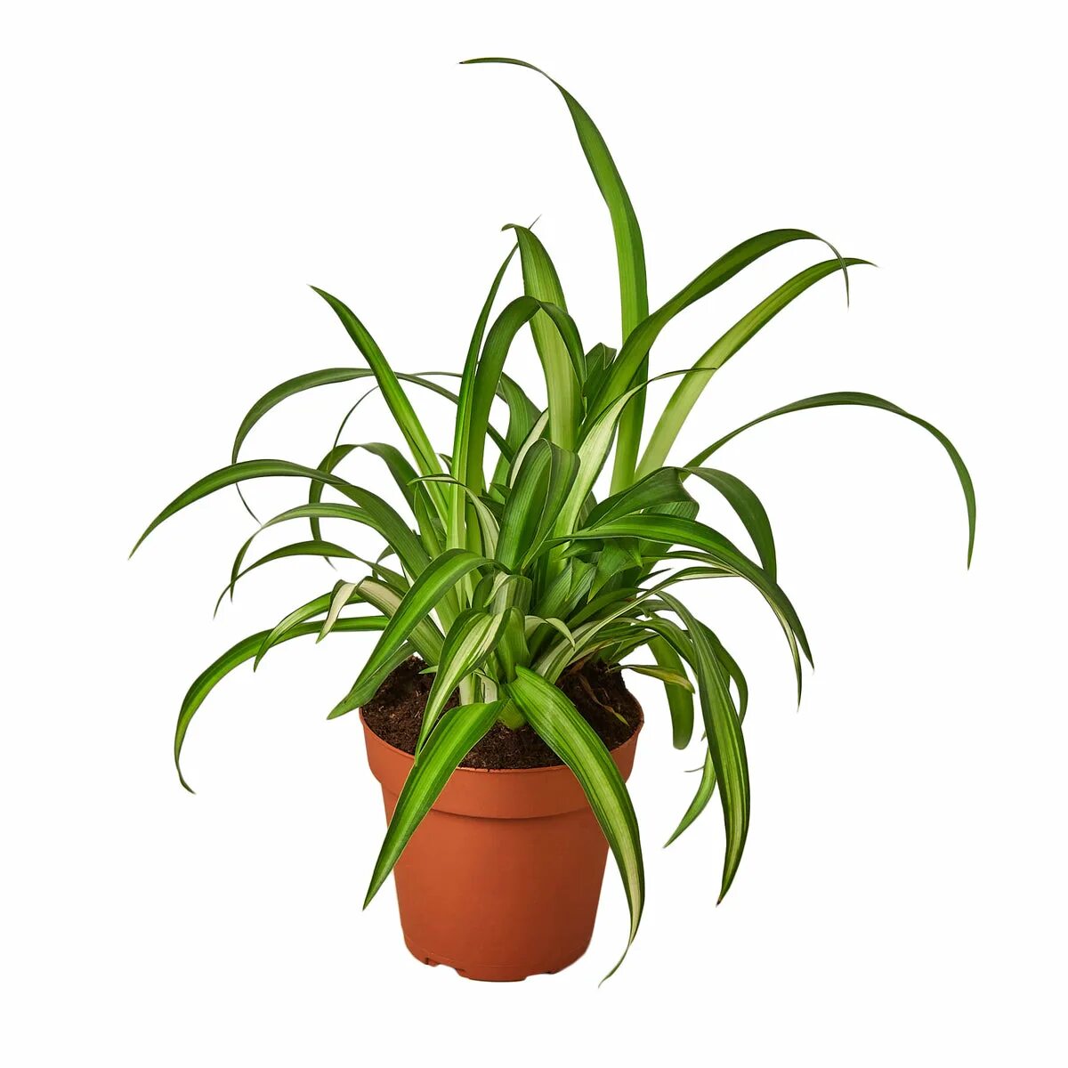 Хлорофитум хохлатый Chlorophytum comosum. Хлорофитум Комосум. Хлорофитум vittatum. Хлорофитум хохлатый vittatum. Рисунок хлорофитум