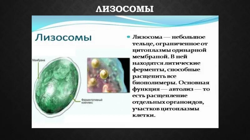 Образование лизосом происходит в. Лизосомы строение. Лизосомы презентация.