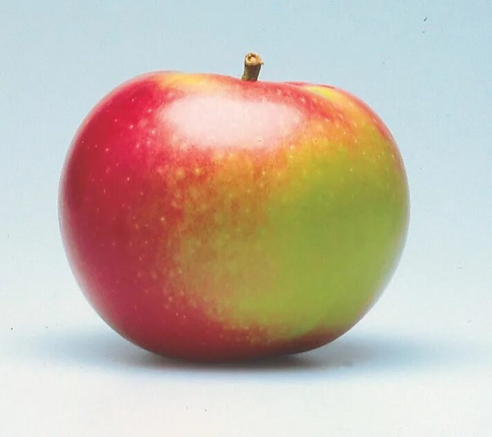 Макинтош яблоки. Сорт яблок макинтош. Макинтош (сорт яблони). Макинтош (сорт яблони) сорта яблони.
