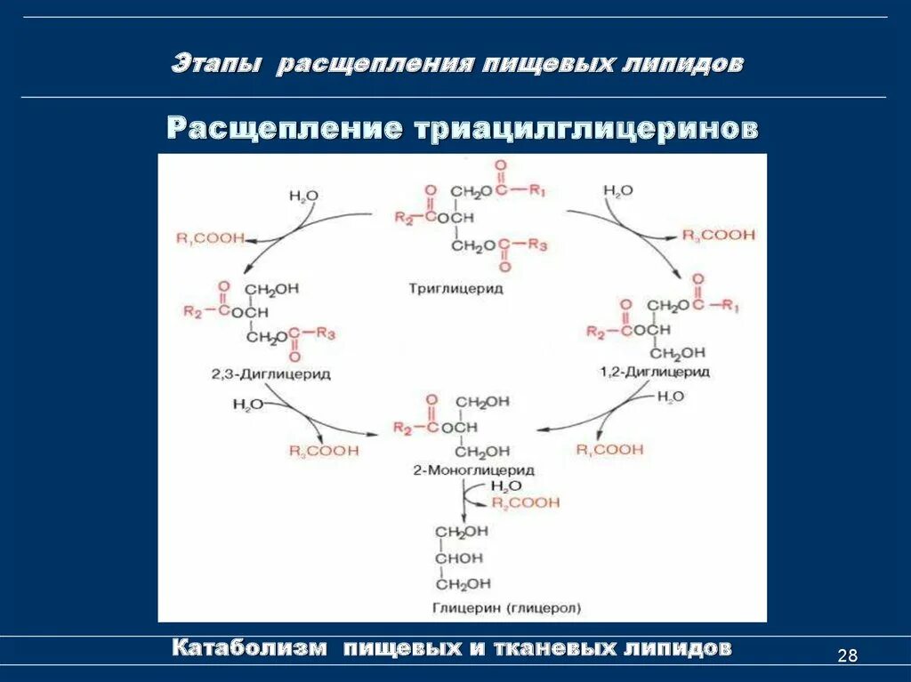 Катаболизм триацилглицеринов. Схема липолиза биохимия. Синтез триацилглицеринов биохимия. Катаболизм глицерола биохимия. Гидролиз жиров ферменты