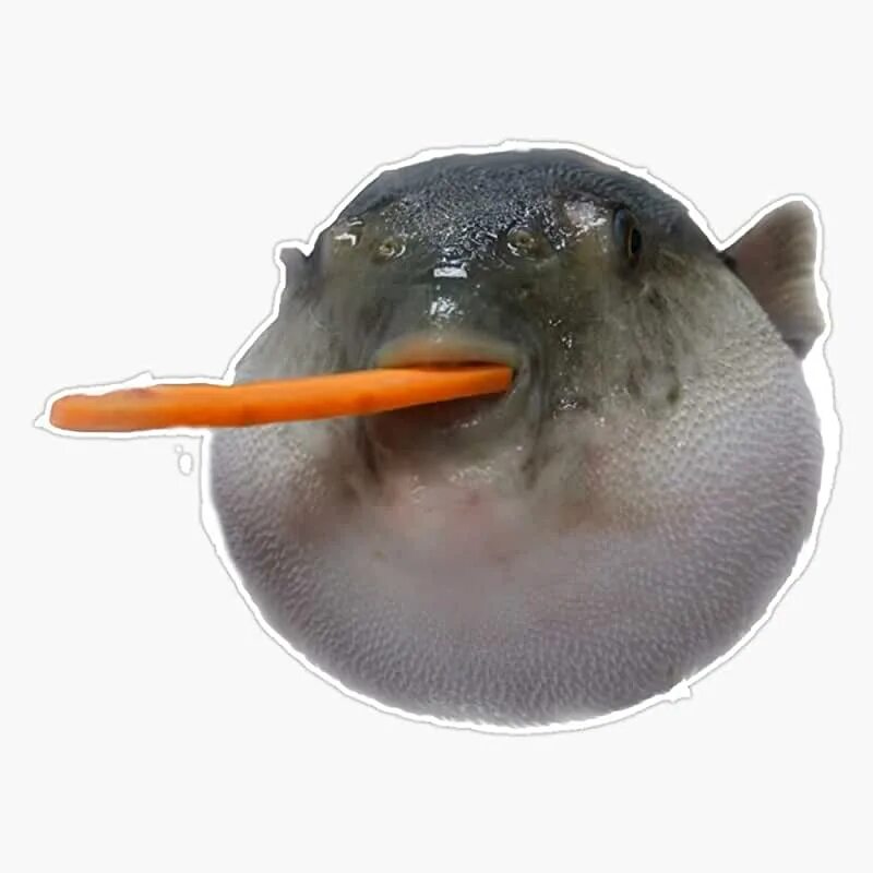 Мем рыба есть рыба. Фугу. рыба фугу. рыба фугу ест морковь. pufferfish мем.