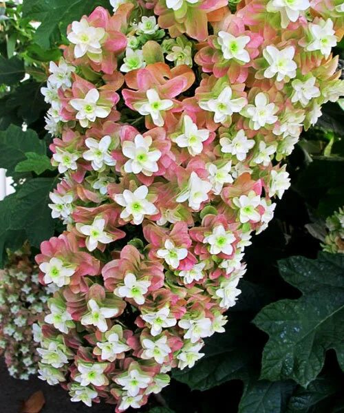 PlantFiles Pictures: Oakleaf Hydrangea 'Snowflake' (Hydrangea quercifolia) by Do