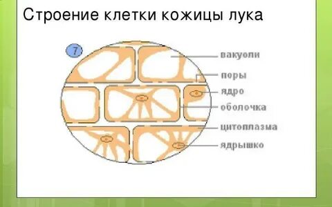 Основные клетки кожицы
