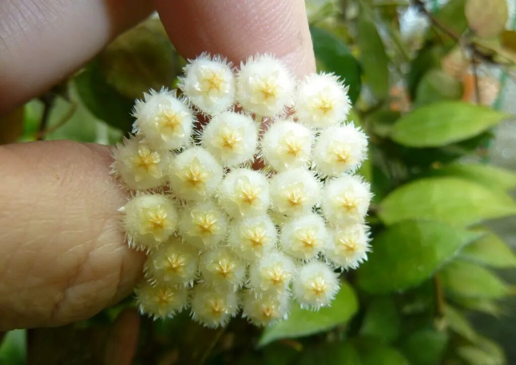 Лакуноза эскимо. Хойя lacunosa Eskimo. Хойя лакуноза эскимо. Hoya лакуноза. Хойя лакуноза Лаос.