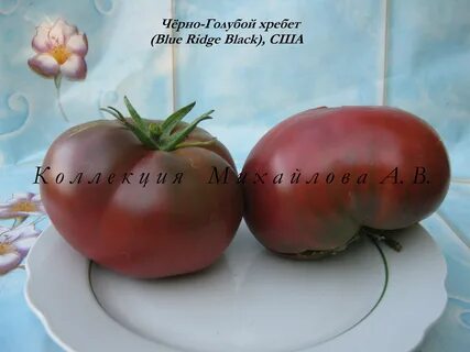 Blue ridge black tomato