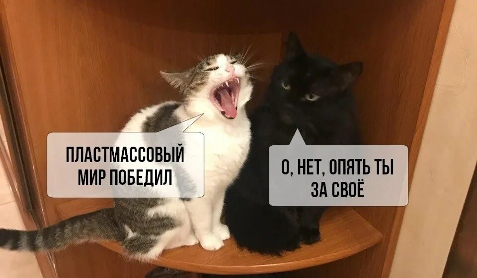 Пластмассовый мир что значит. Ооо моя оборона мем с котом. пластмассовый мир победил кот. пластмассовый мир победил кот мем. кот победитель.
