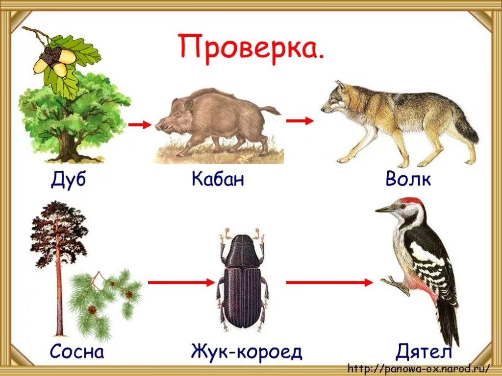 Цепь питания растительноядных животных. Цепи питания в природе примеры 3 класс. схема цепей питания примеры 3. цепь питания леса 3 класс. пример пищевой цепи 3 класс.