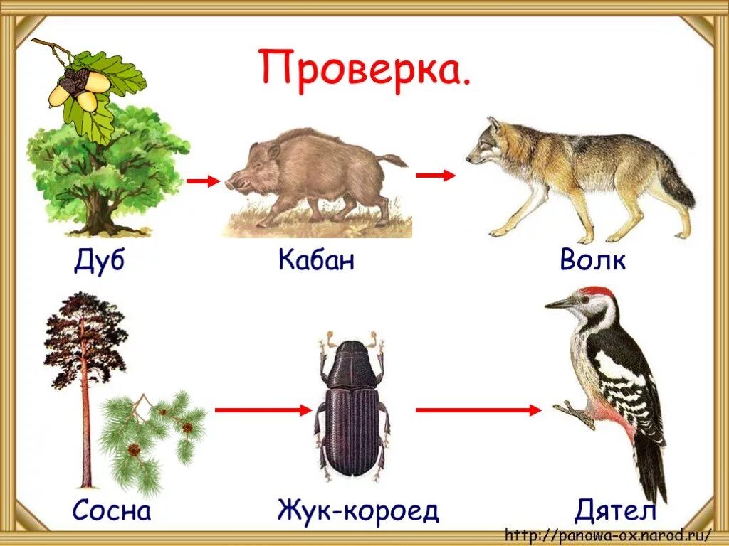 Растительноядные животные цепь питания. Модель цепи питания животных 3 класс окружающий мир. 2 Цепи питания животных. Цепь питания в лесу схема 3 класс. Цепи питания примеры 3 класс окружающий