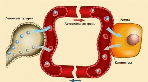 Углекислый газ от мышечных клеток к легким