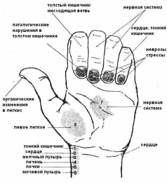 Определить заболевание по рукам. Огулов. Проекция органов на руках. Огулов проекционные зоны внутренних органов на лице. Проекционные зоны внутренних органов по Огулову. Огулов представительные зоны на теле человека.