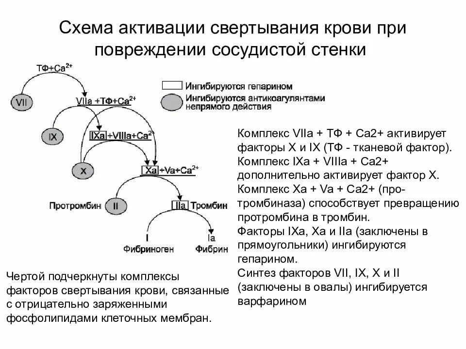 Активированного свертывания крови