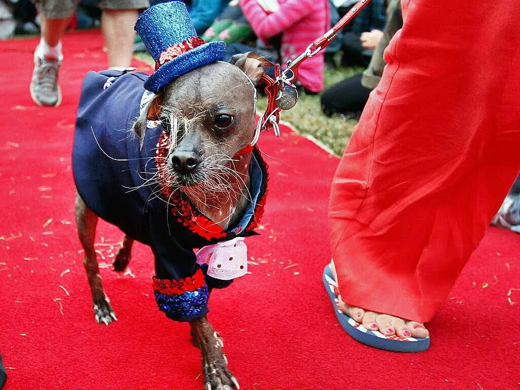 большие страшные собаки