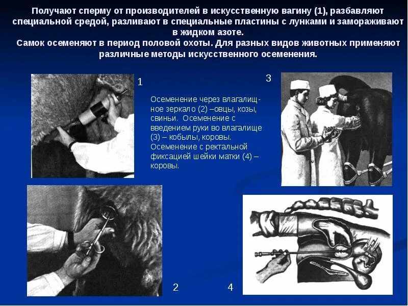 Искусственное осеменение. Искусственное осеменение животных. Искусственное осеменение животных Ветеринария. Метод искусственного осеменения коров.