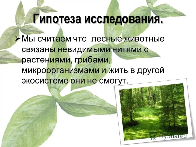фон для презентации по экологии. экология лесных животных исследовательская работа. технология проектной деятельности. ботаника систематика растений. значимость леса для человека.