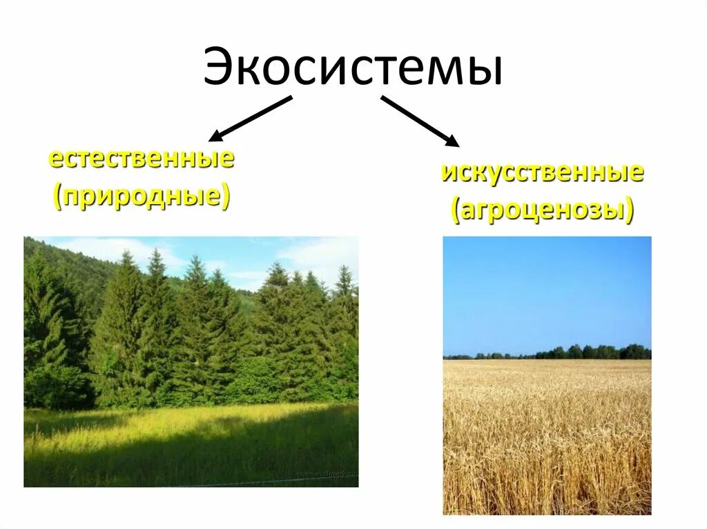 Искусственные природные сообщества 5 класс биология. Искусственные экосистемы. Природные экосистемы. Естественные и искусственные экосистемы. Естественная экосистема.