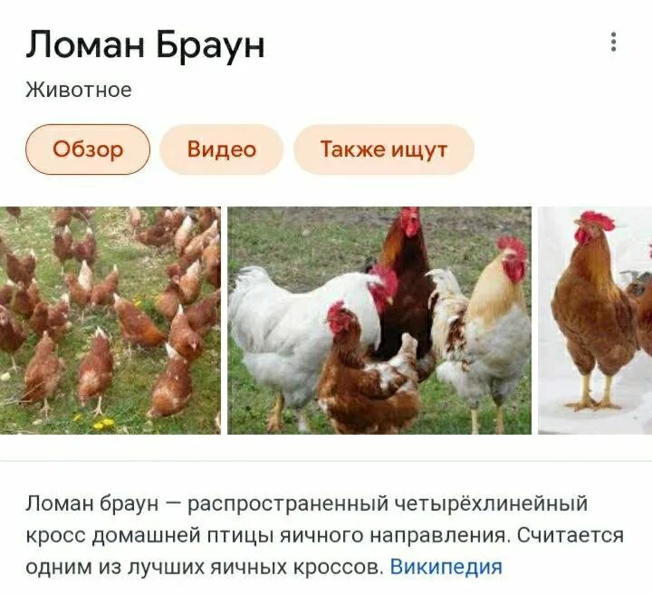 Несушки ломан браун описание. Ломан Браун суточные. Вес курицы Ломан Браун. Ломан Браун-10. Кросс-порода Ломан Браун.