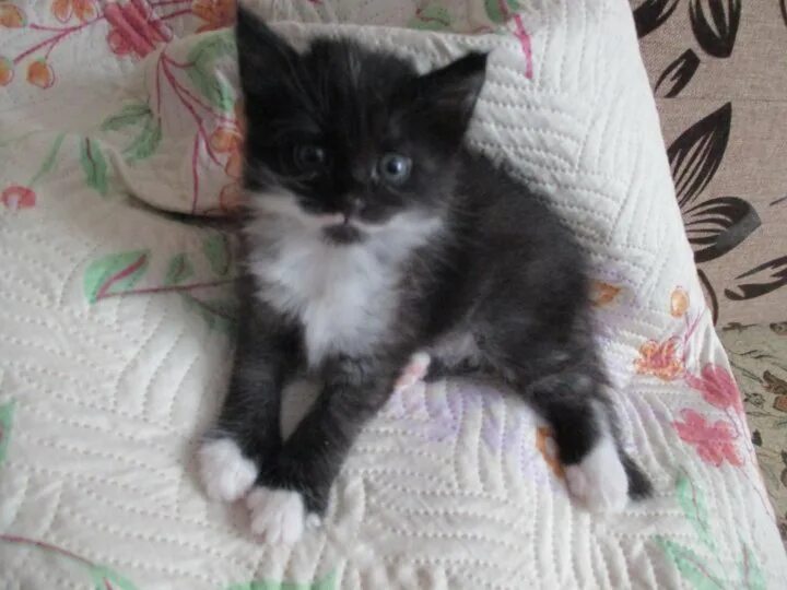 котята балахна. котята в добрые руки в рубцовске. котята в г. агрыз животные добрые руки объявление кошечки в агрызе. котята на авито волгоград.