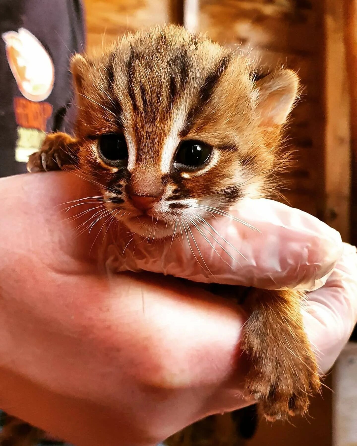 Prionailurus rubiginosus. Рыжая пятнистая кошка Prionailurus rubiginosus. Ржавая кошка. Rusty spotted Cat котята.