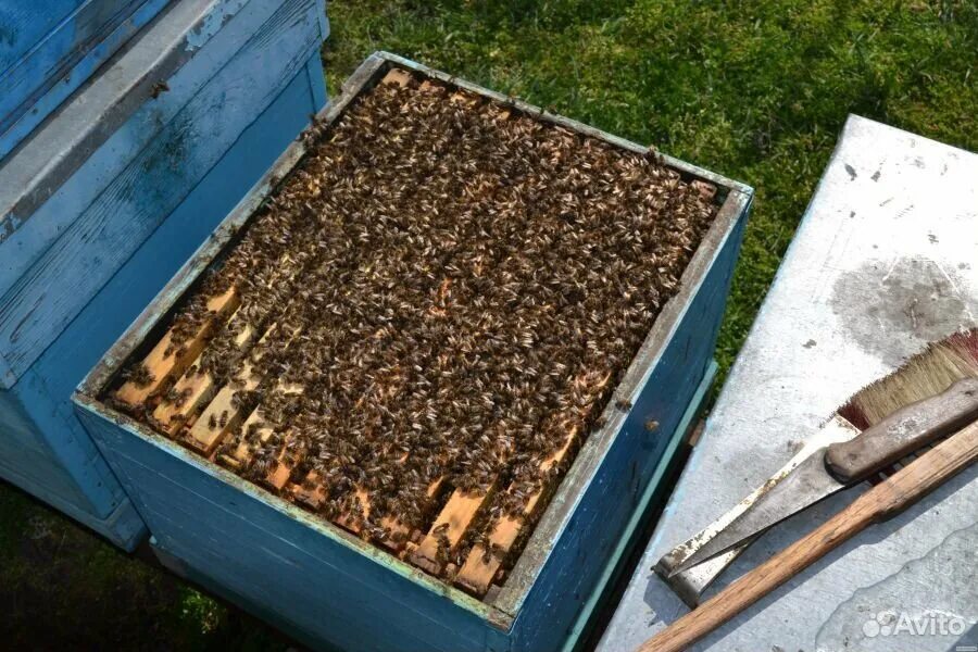 Пчелопакеты. Пакет пчел. Продаются пчелосемьи. Пчелопакеты на высадку. Купить пчелосемьи в 2024 году