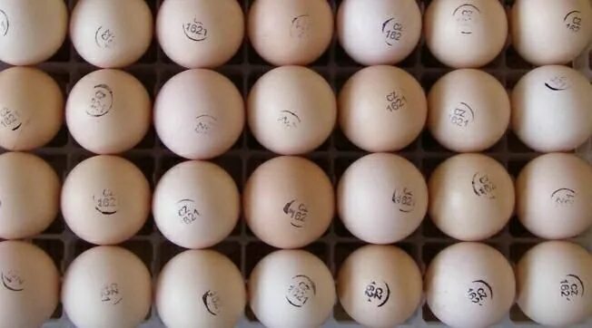 Куплю биг 6 яиц. Яйцо инкубационное индюшиное Биг 6. Инкубационное яйцо индейки Биг 6. Инкубационное яйцо бона бона. Яйцо инкубационное cz710 05306.