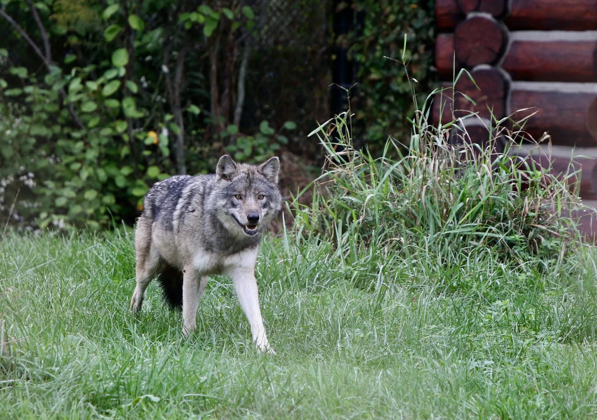 Серый волк дома. Карликовый волк. Волк серый обыкновенный.