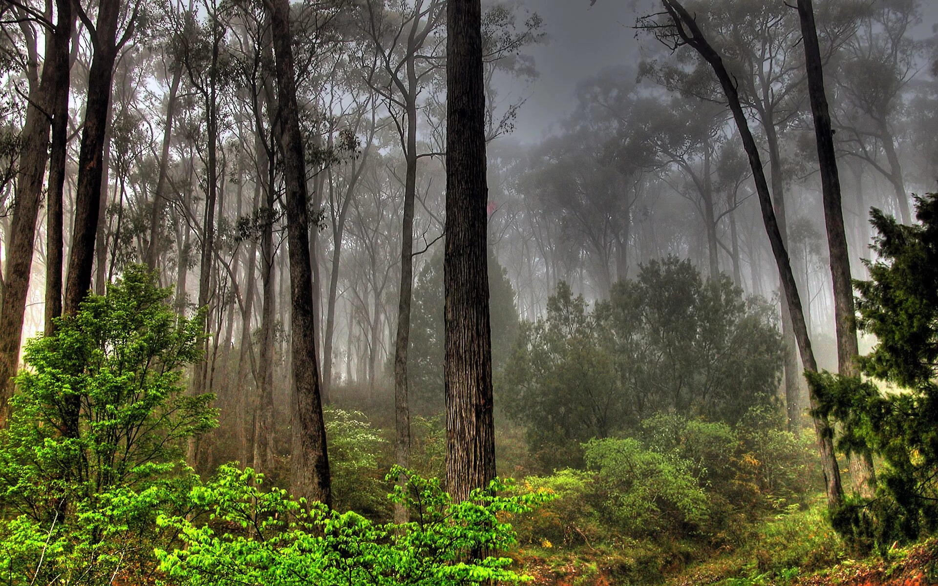 Невероятный лес. Тайга джунгли Сельва. Природный заказник Медведковский. Лес после дождя. Дождливый лес.