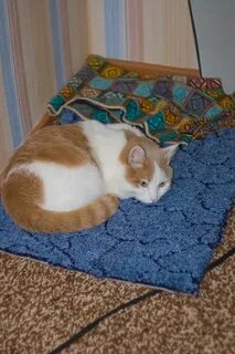 Кот на ковре