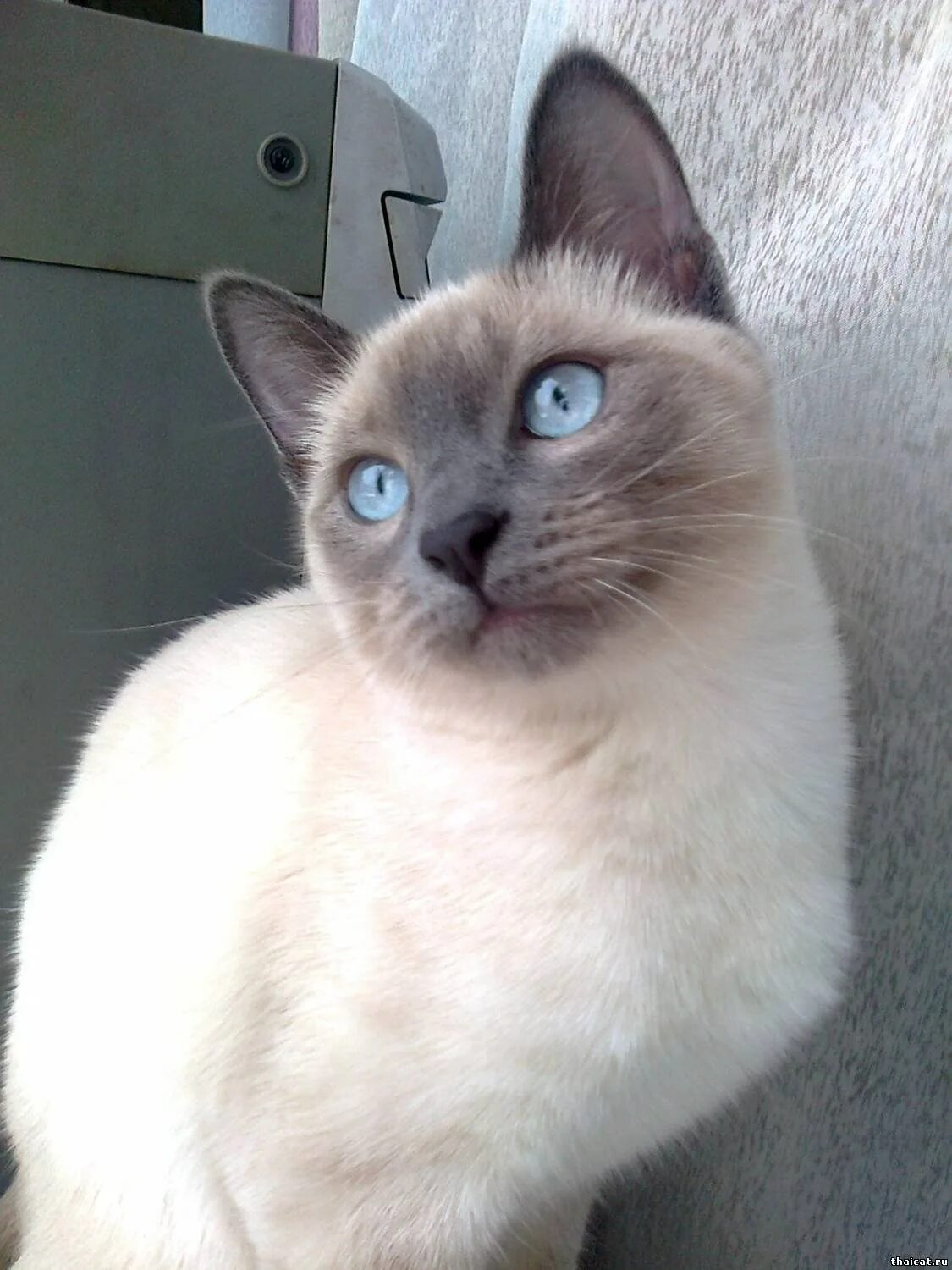 Смесь сиамской кошки. Тайская кошка Блю Пойнт. Сиамская кошка Блю-Пойнт. Тайская кошка Блю Пойнт метис. Тайская кошка колор Пойнт.