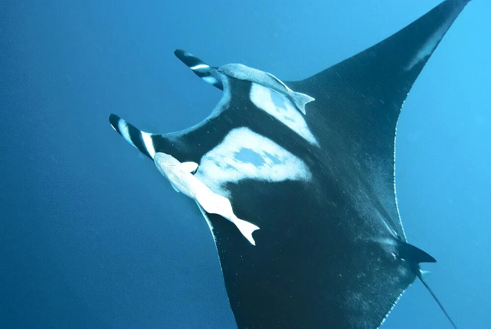 Manta pacific. Скат Манта. Manta birostris. Гигантский Скат. Манта Тихоокеанская.