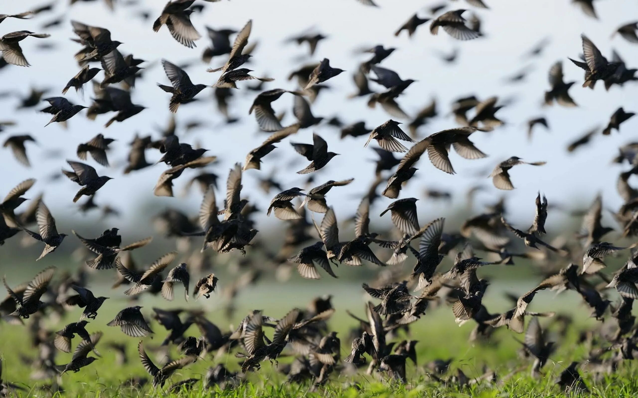 Flock of birds. Миграция Скворцов. Скворец Перелетная птица. Скворцы миграция. Стая Скворцов птиц.